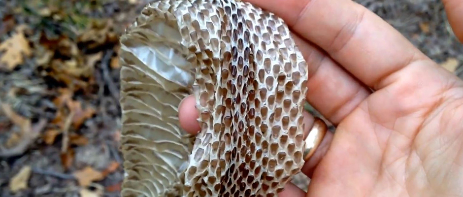 how to identify a shed st louis snake skin?